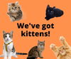 adoptable Cat in Elk Grove, CA named KITTENS!