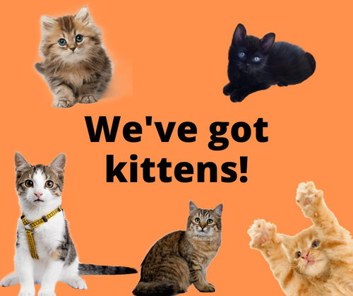 picture of the cat needing adoption