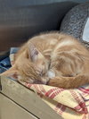 KITTENS! - Photo 3