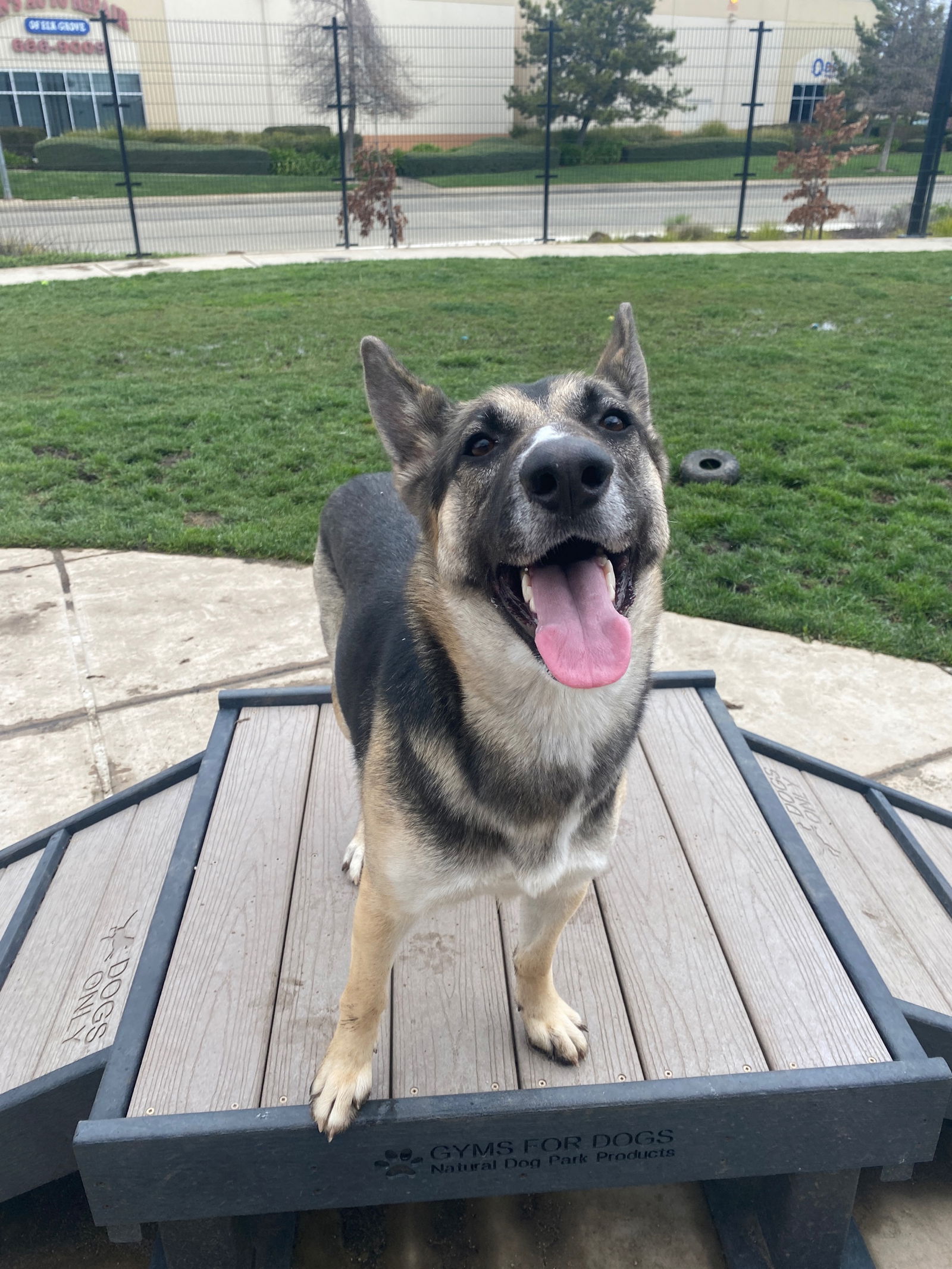 Dog for Adoption - Hinata, a German Shepherd Dog in Placerville, CA ...