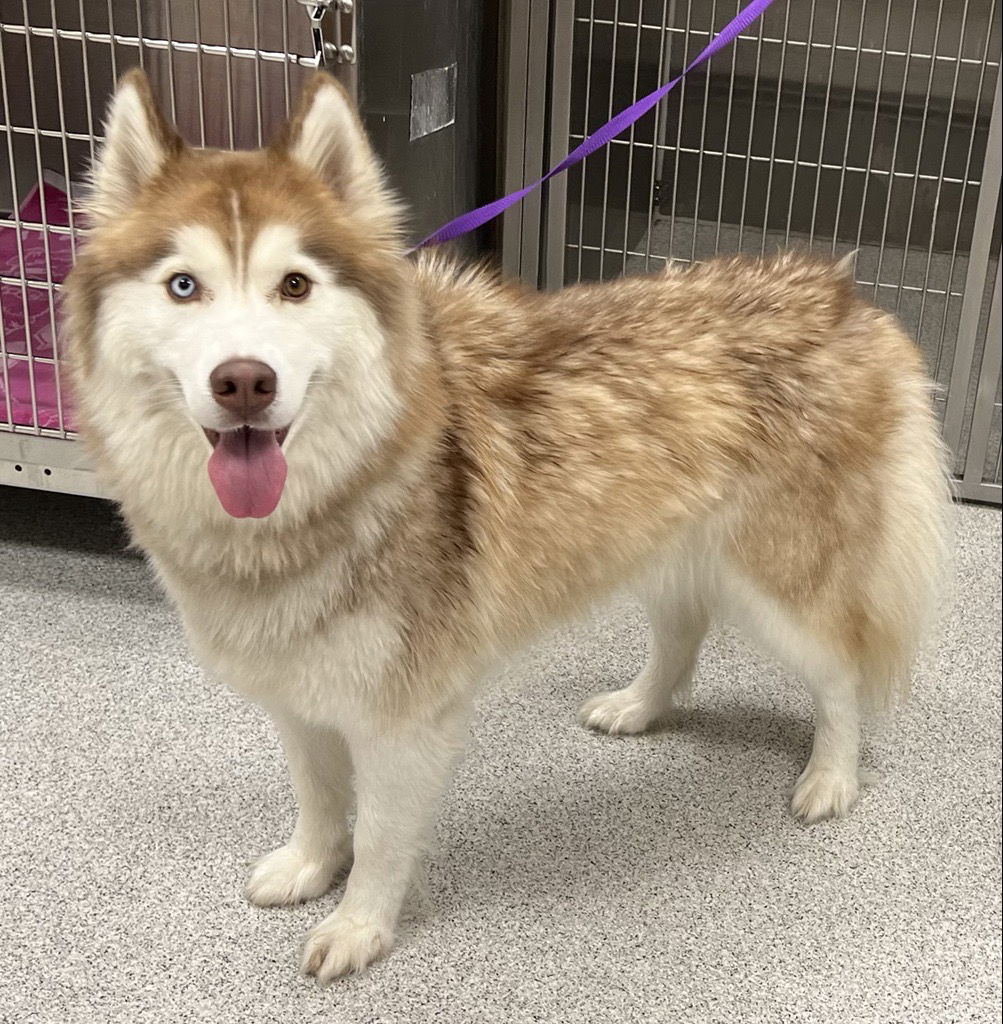 Dog for Adoption - Ginger, a Siberian Husky in Fair Oaks, CA | Alpha Paw