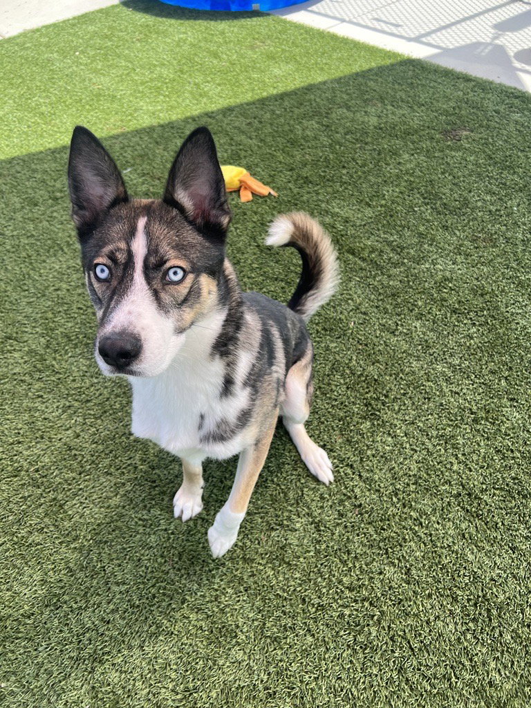 Dog for Adoption Ventura, a Siberian Husky in Yolo County, CA Alpha Paw