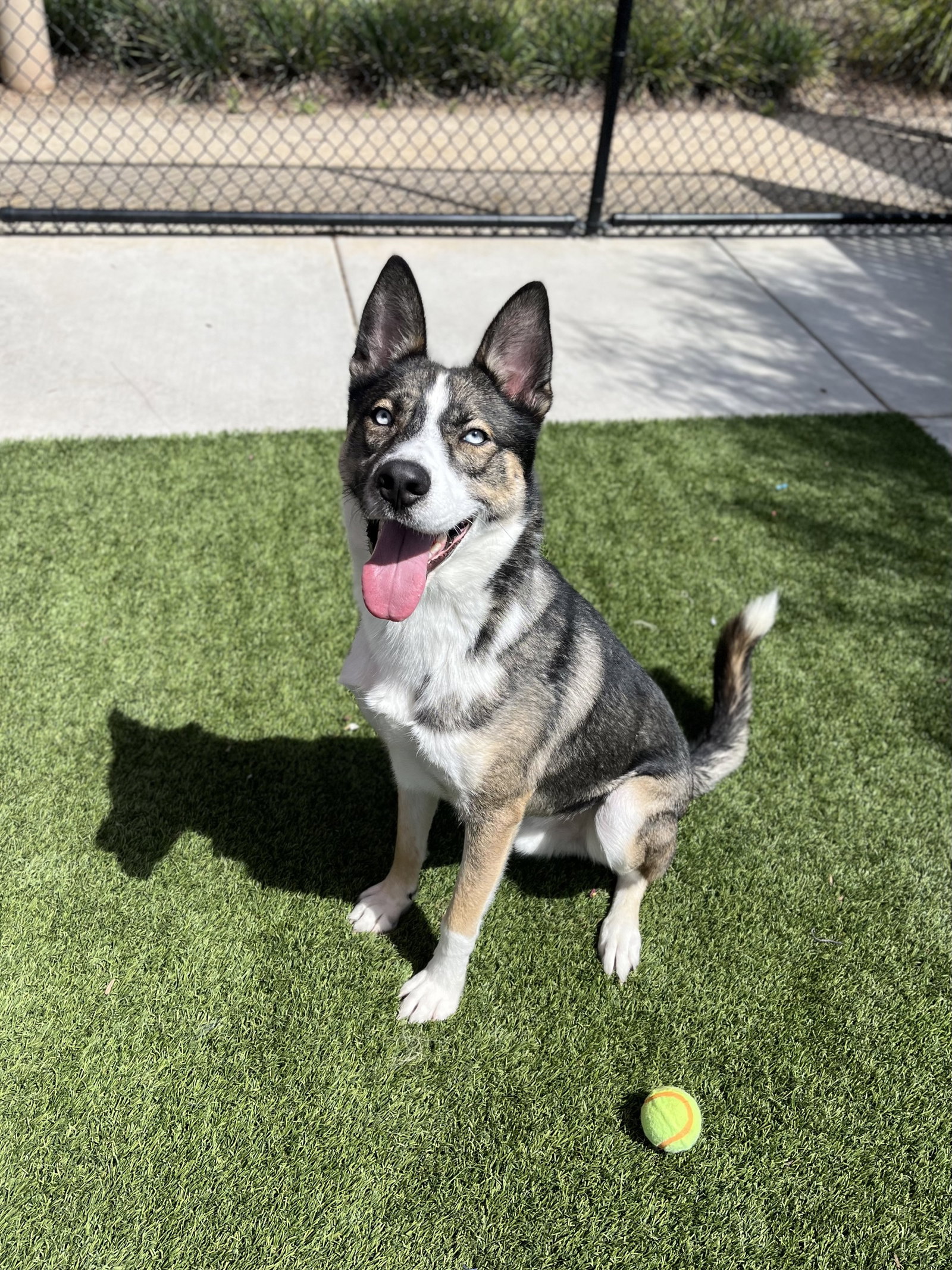 Dog for Adoption Ventura, a Siberian Husky in Yolo County, CA Alpha Paw