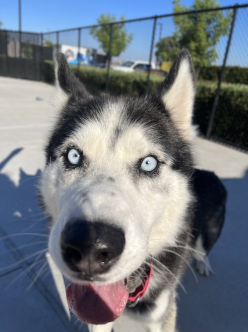 CHARLES - Siberian Husky available for adoption