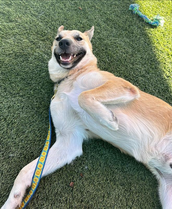 adoptable Dog in Elk Grove, CA named XL Duck