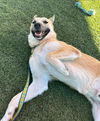 adoptable Dog in elk grove, CA named XL Duck