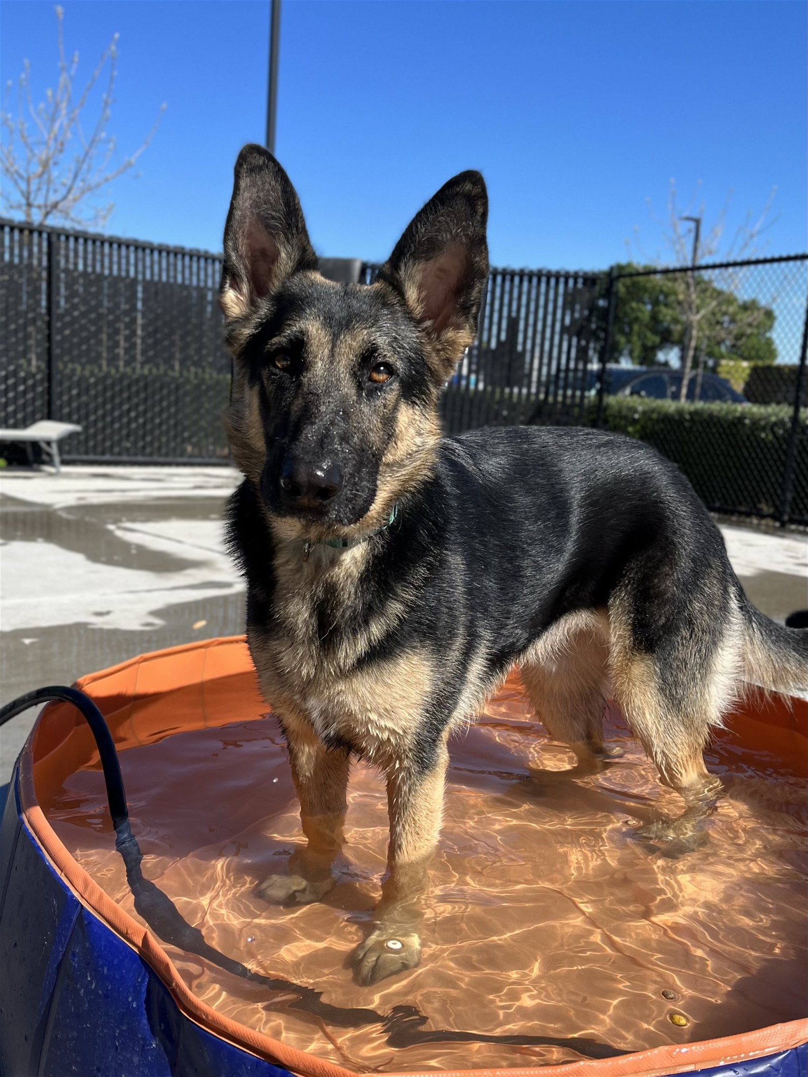 adoptable Dog in Elk Grove, CA named Janeway
