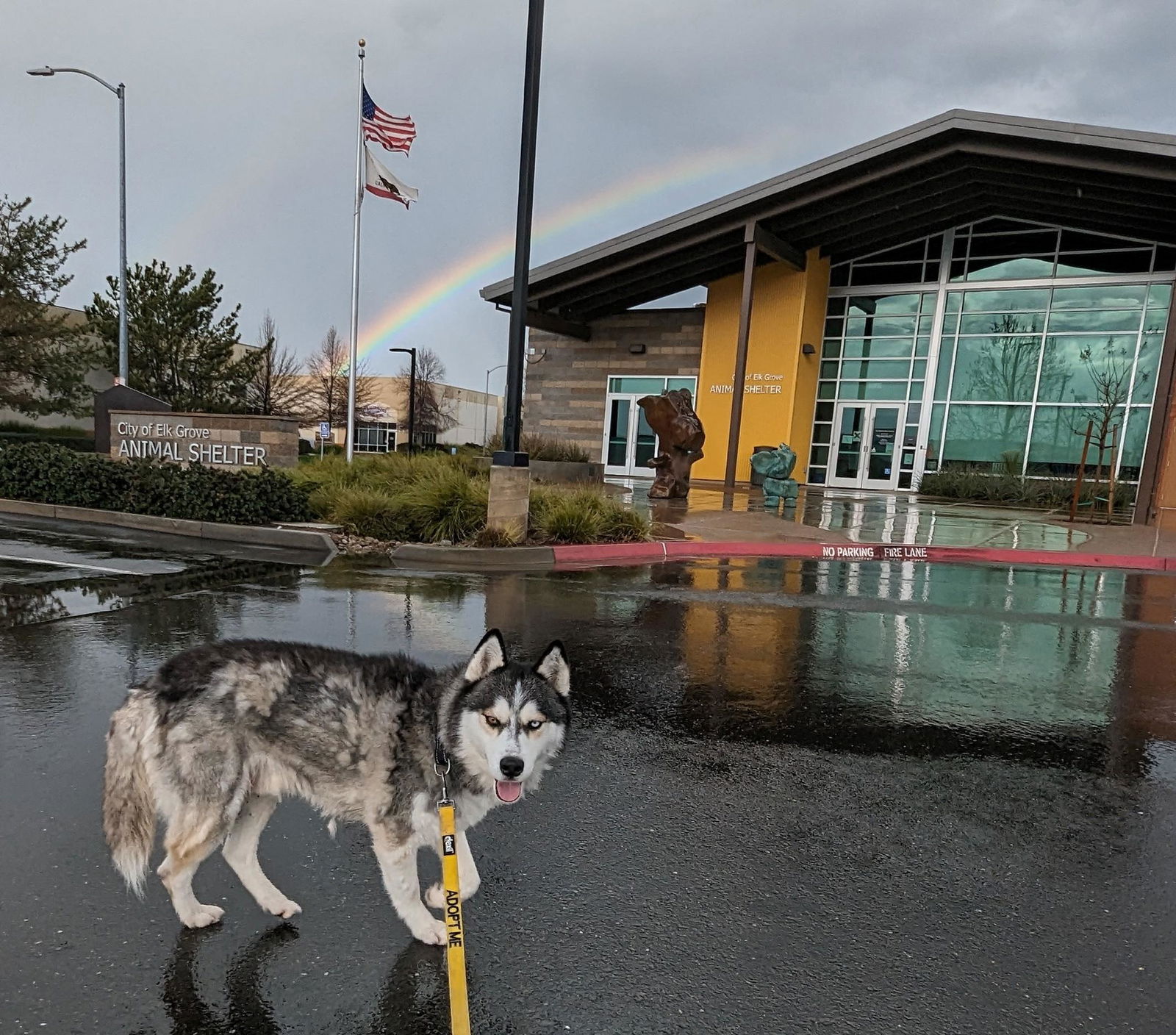 adoptable Dog in Elk Grove, CA named Pittsburgh