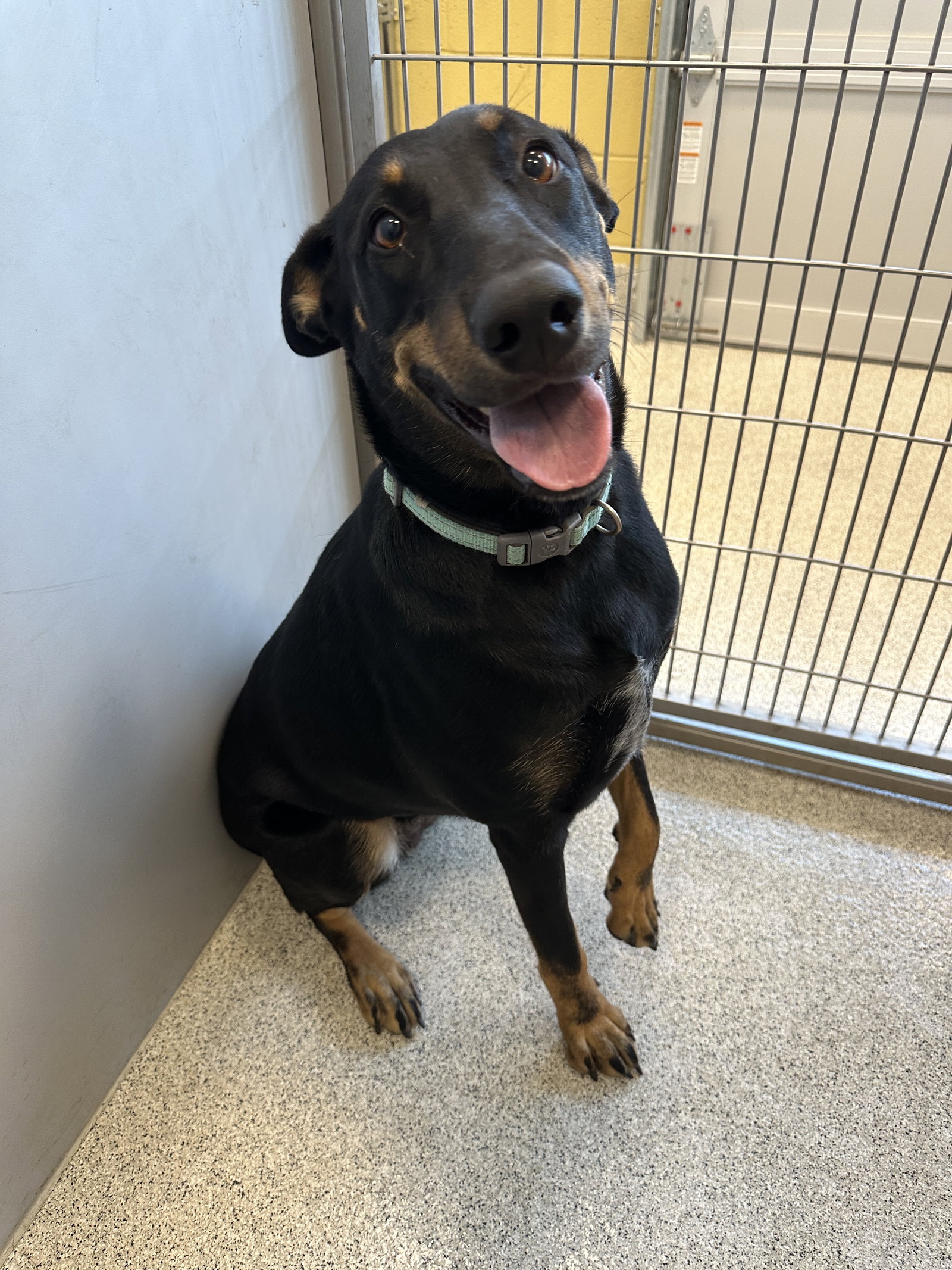 Dog adoption in Elk Grove, CA 95624 Doberman Pinscher / Mixed (short