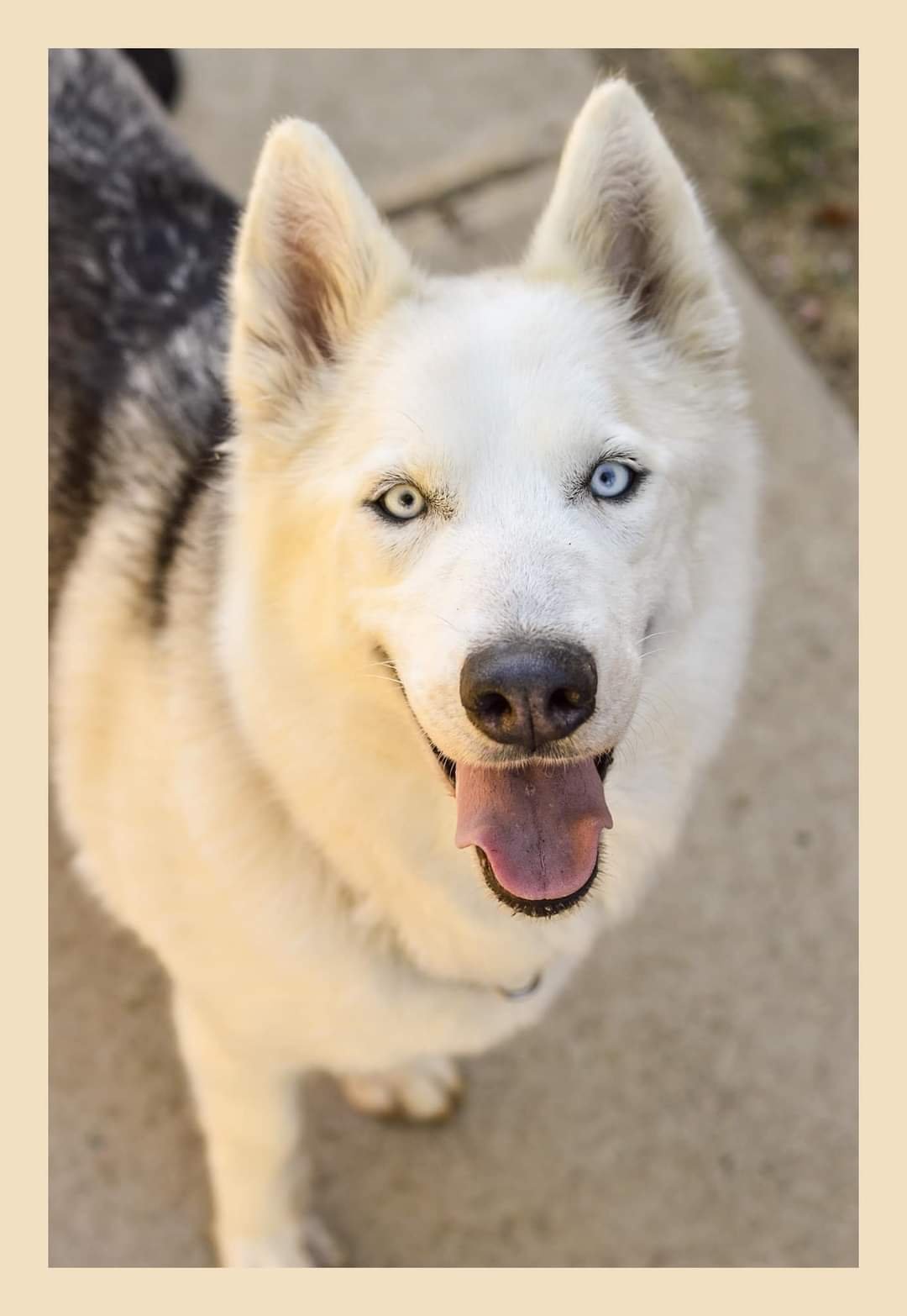 adoptable Dog in Elk Grove, CA named Bella Coachella