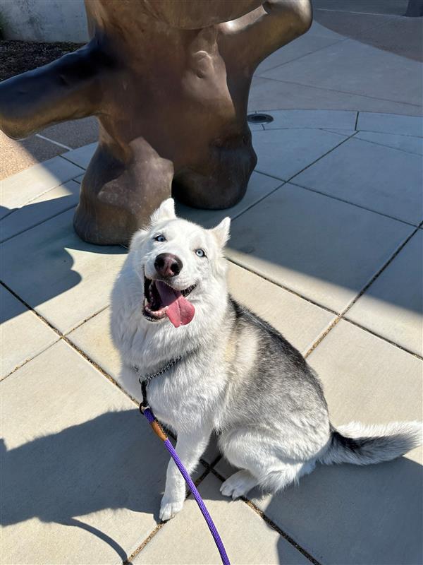 adoptable Dog in Elk Grove, CA named Bella Coachella