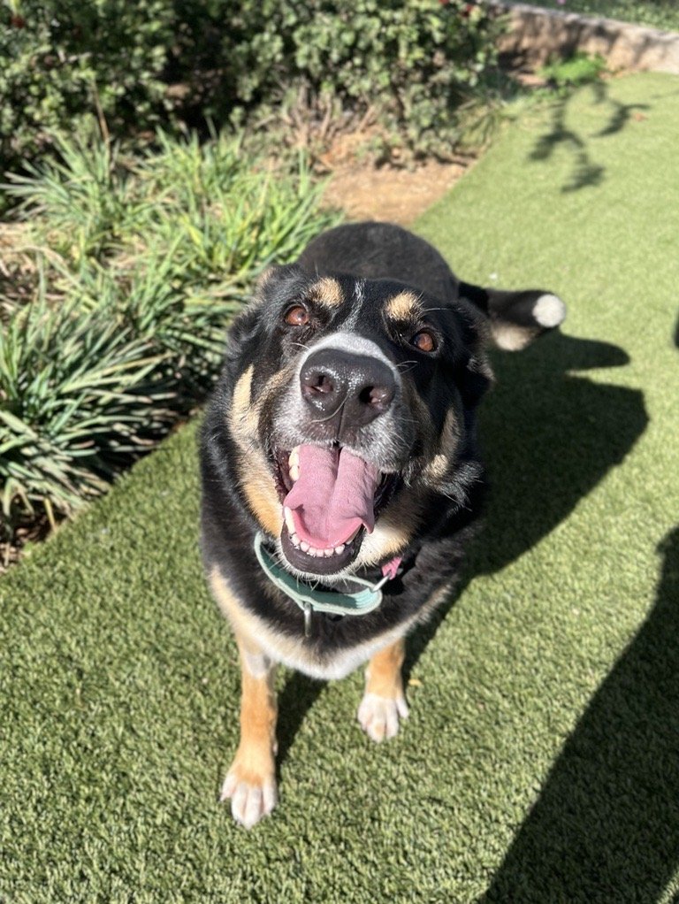 adoptable Dog in Elk Grove, CA named Dahlia