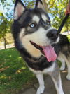 adoptable Dog in Elk Grove, CA named Chewbacca