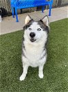 adoptable Dog in  named Everest