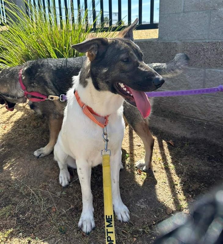 adoptable Dog in Elk Grove, CA named Paste