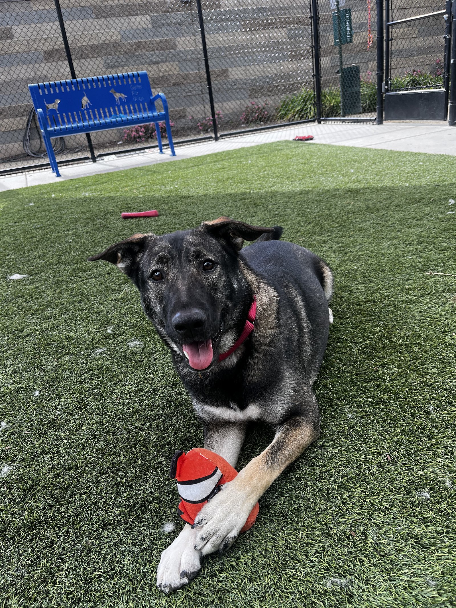 adoptable Dog in Elk Grove, CA named Copy