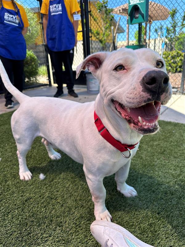 Dog adoption in Elk Grove, CA 95624 American Bulldog / Basset Hound