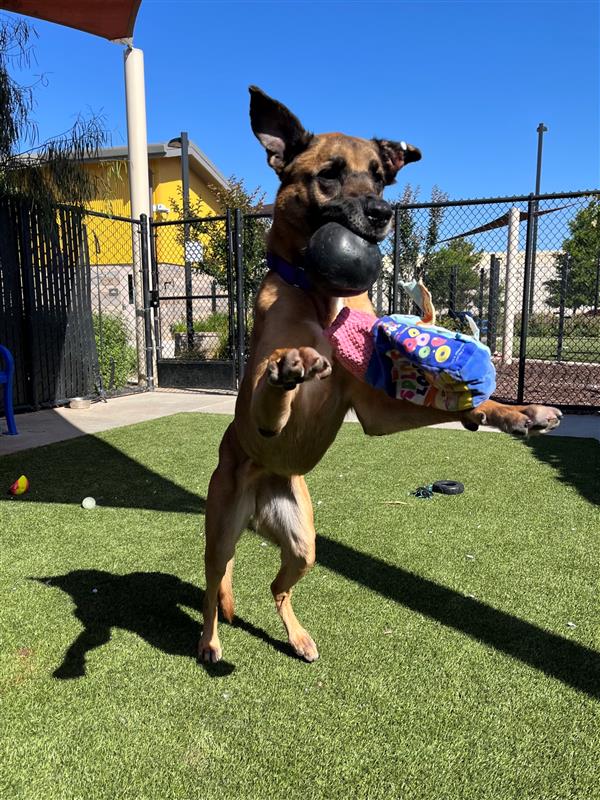 adoptable Dog in Elk Grove, CA named Maxi