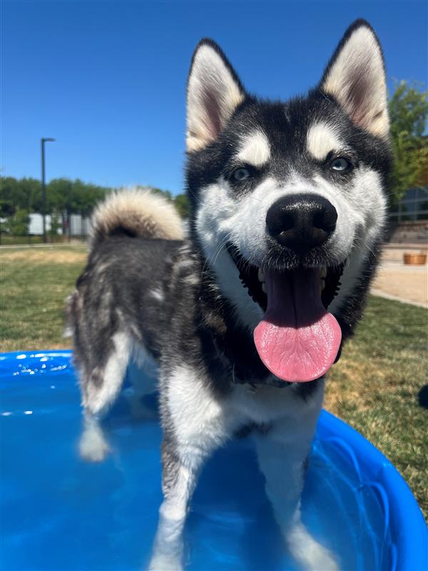 adoptable Dog in Elk Grove, CA named Titan