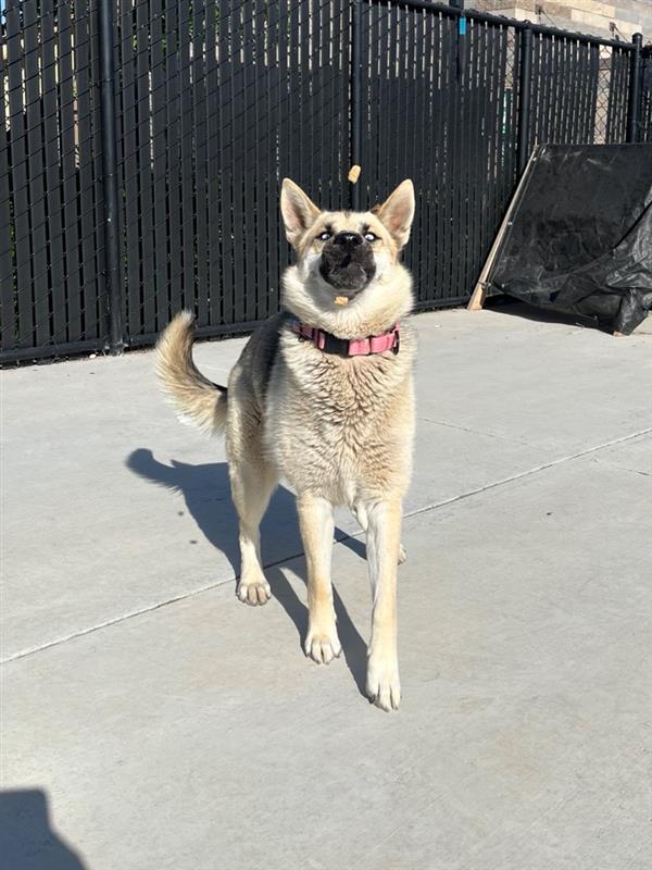 Dog adoption in Elk Grove, CA 95624 German Shepherd Dog / Husky
