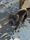 adoptable Dog in elk grove, CA named Rayna