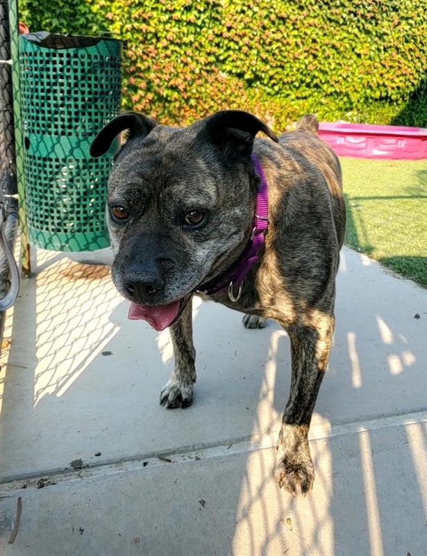 adoptable Dog in Elk Grove, CA named Thumb Thumb