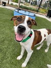 adoptable Dog in elk grove, CA named Salty Plum