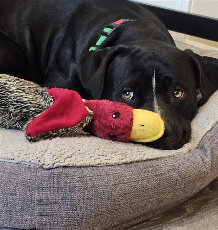 adoptable Dog in Elk Grove, CA named Roscoe (aka Chicken Little)