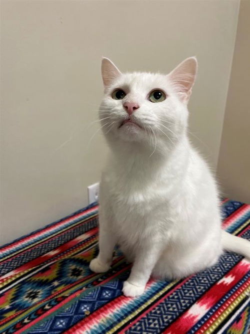 picture of the cat needing adoption