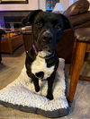 adoptable Dog in elk grove, CA named George