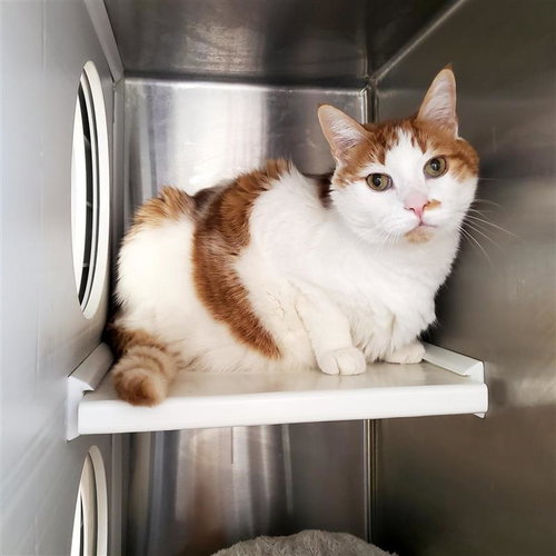 picture of the cat needing adoption