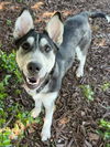 adoptable Dog in elk grove, CA named Krusty the Clown