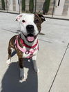 adoptable Dog in  named Simka