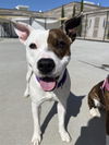 adoptable Dog in  named Toka