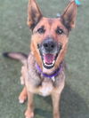 adoptable Dog in  named Maya