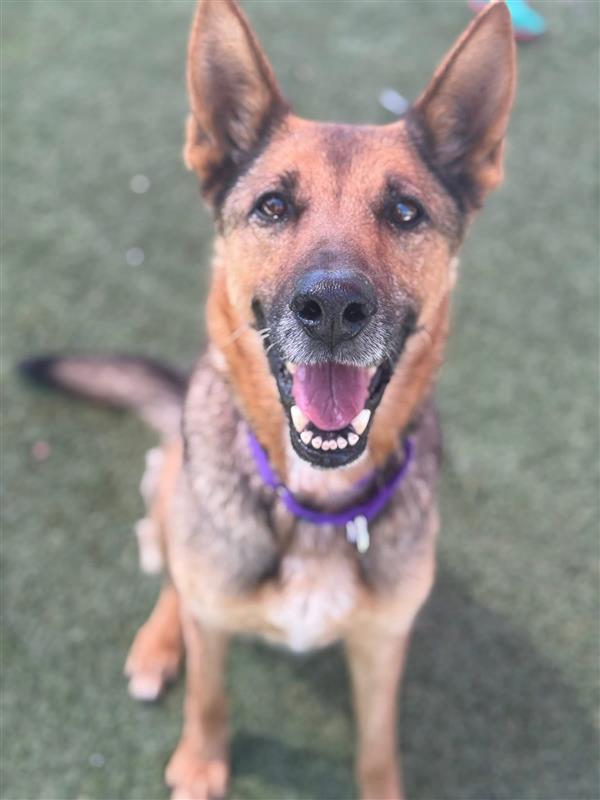 Maya