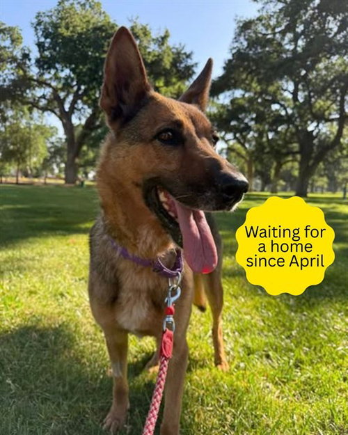 MAYA - German Shepherd Dog available for adoption