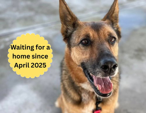 Maya, an adoptable German Shepherd Dog in Elk Grove, CA