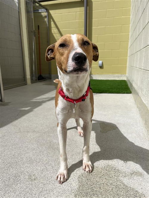 picture of the dog needing adoption