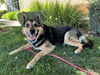 adoptable Dog in elk grove, CA named Jackson