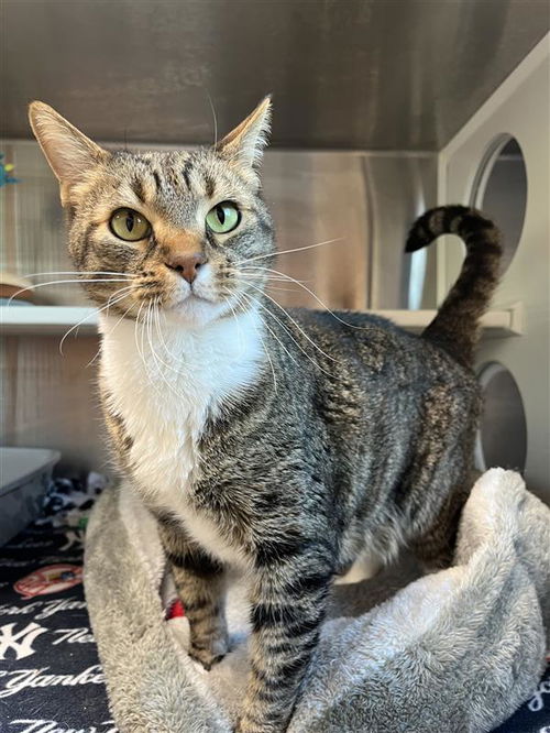 picture of the cat needing adoption
