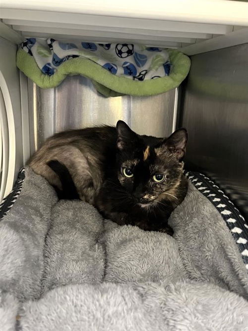 picture of the cat needing adoption