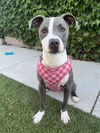 adoptable Dog in  named Valley