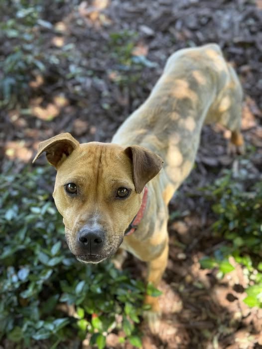 adoptable Dog in Elk Grove, CA named Froggy