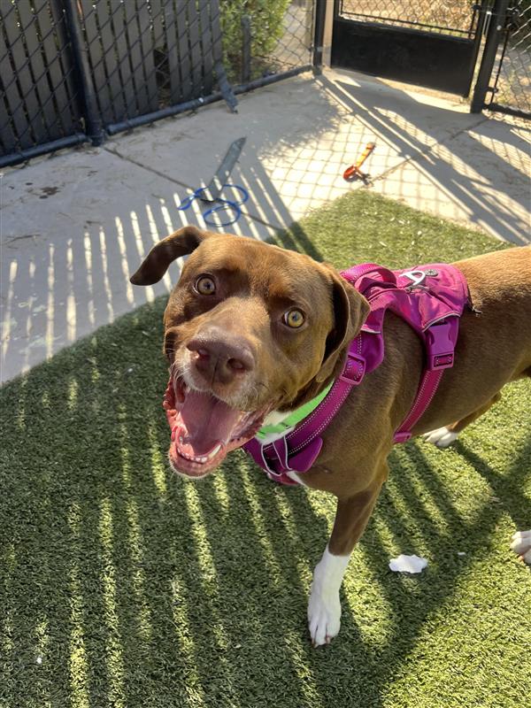 adoptable Dog in Elk Grove, CA named Fomo