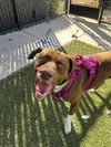 adoptable Dog in elk grove, CA named Fomo