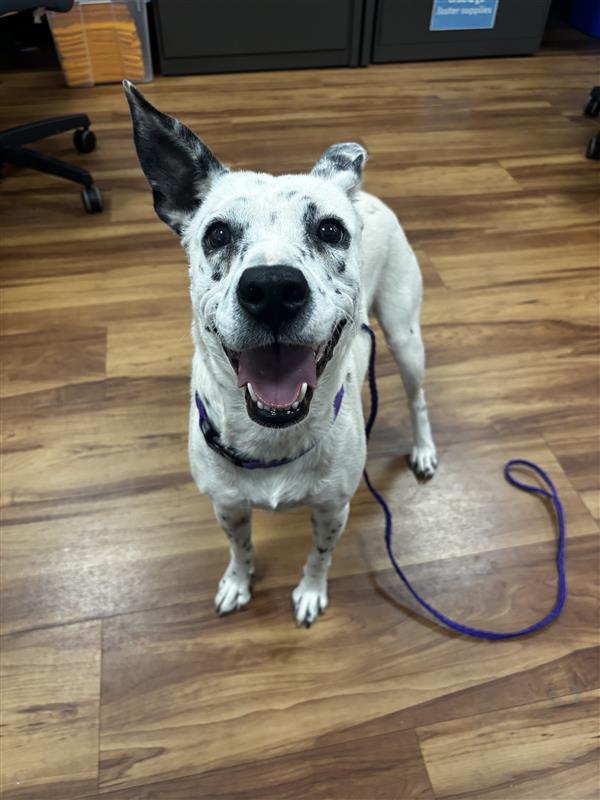 adoptable Dog in Elk Grove, CA named Aire