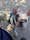 adoptable Dog in  named Monsieur Bugeyes