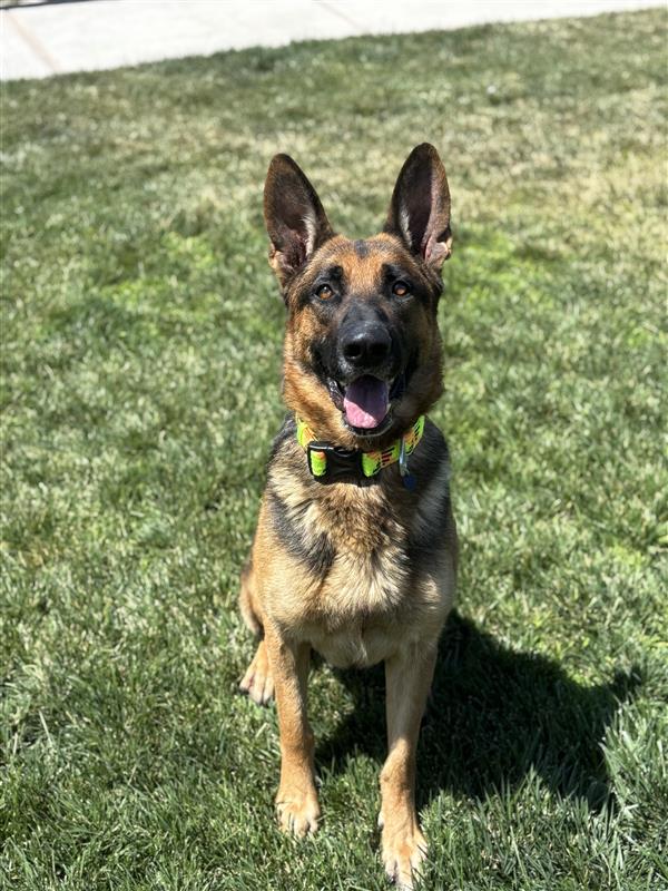 adoptable Dog in Elk Grove, CA named Breeze