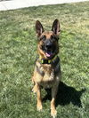 adoptable Dog in elk grove, CA named Breeze